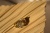 DSC02269.JPG